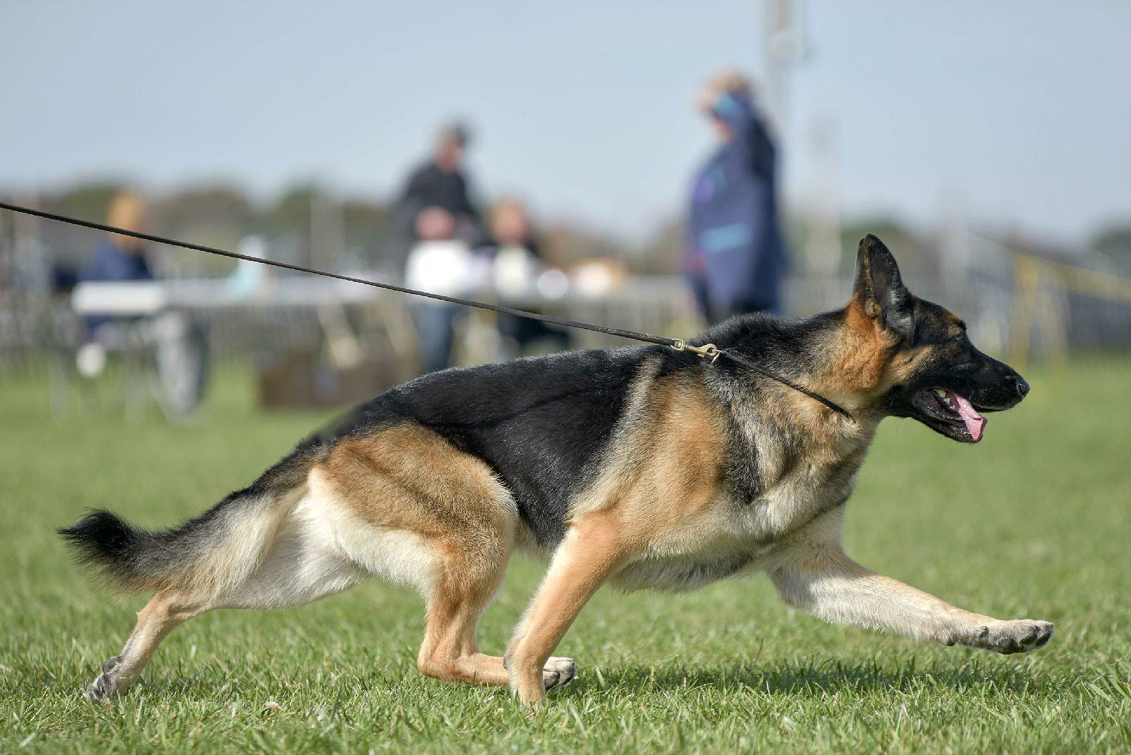 how fast do german shepherds run
